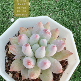 索罗门【加购物车付款满10元包邮】