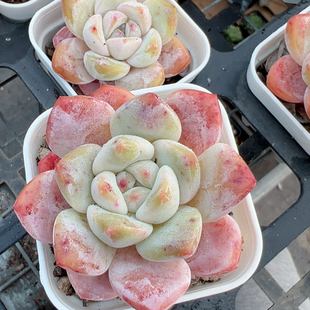 包邮 满10元 加购物车付款 霜花