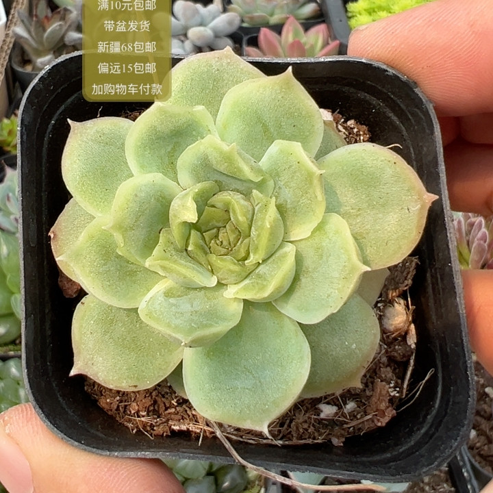 虾饺【加购物车付款满10元包邮多肉植物