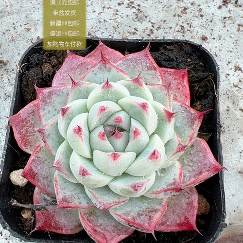 白吉【加购物车付款满10元包邮】