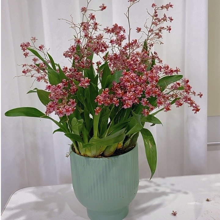 【陶瓷盆】梦香兰红色好养活大花剑室内客厅办公室开花植物文心兰
