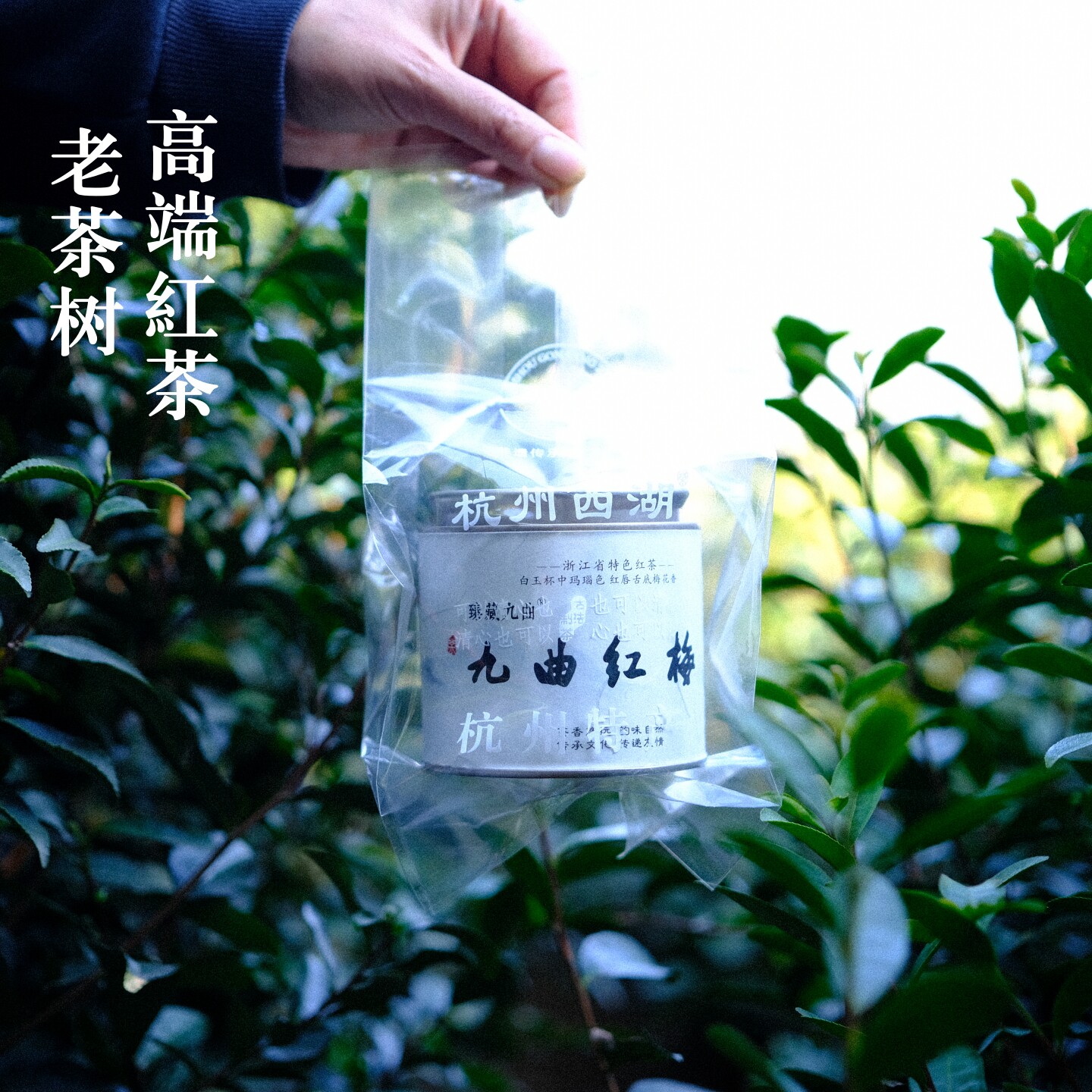 特级高端明前九曲红梅老茶树臻藏图片