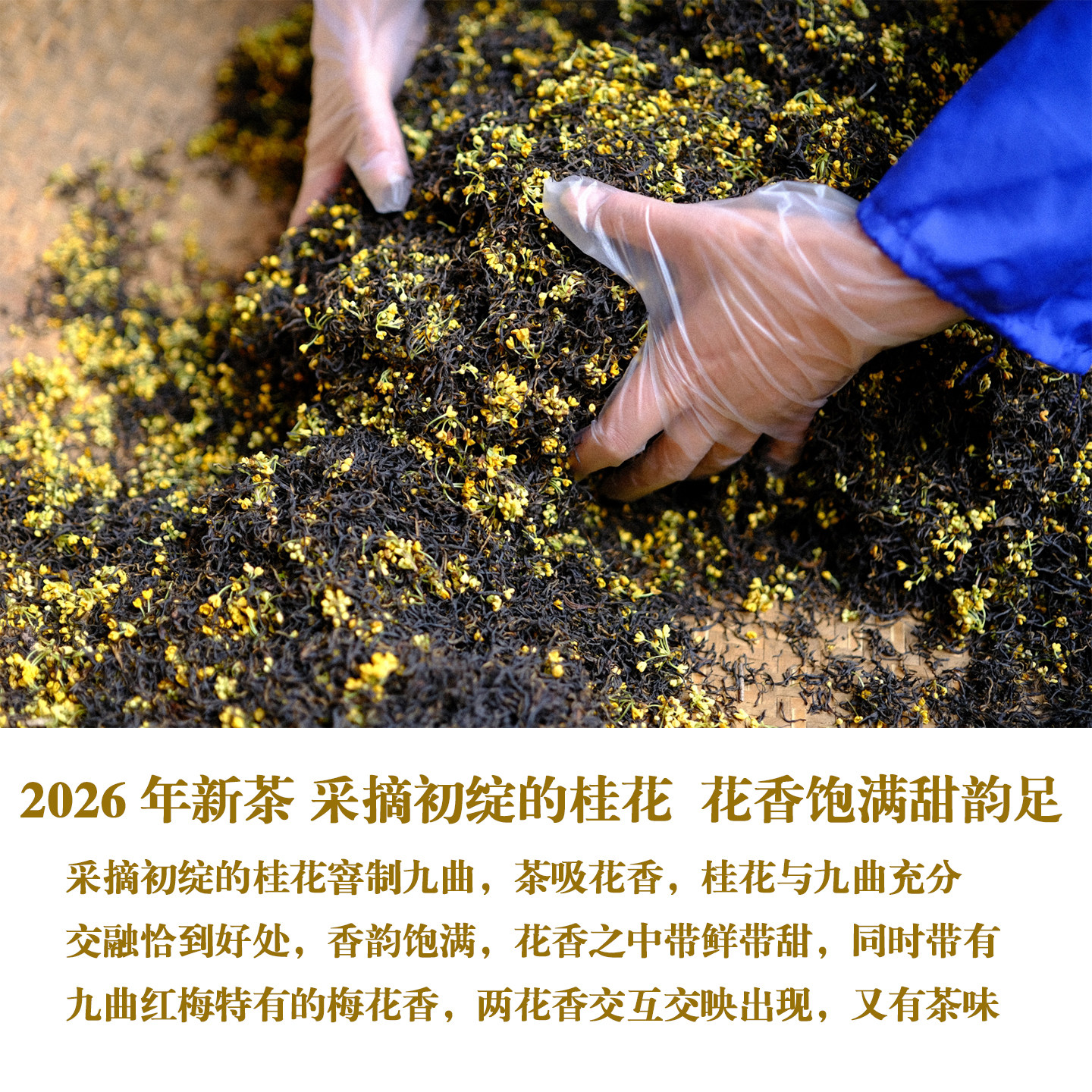 26年金桂 鲜甜细腻高端红茶 明前精品桂花九曲 精选特级九曲茶底
