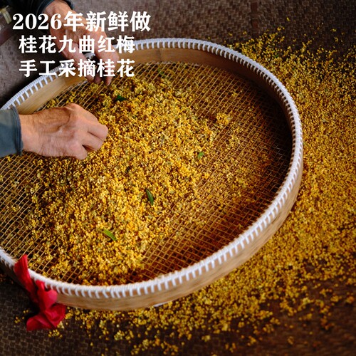 金桂26年鲜桂花九曲红梅