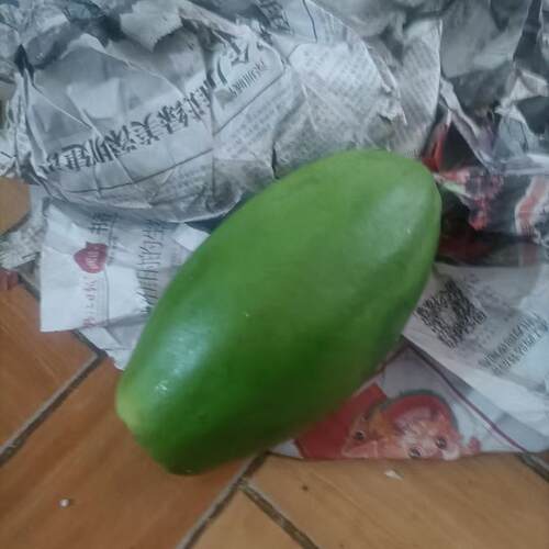 青木瓜广西新鲜产妇哺乳沙拉凉拌做酸蔬菜水果现摘现发番木瓜整箱