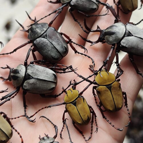 无菌金龟子标本成虫原虫宽带黄粉鹿角花金龟完整昆虫大小随机发