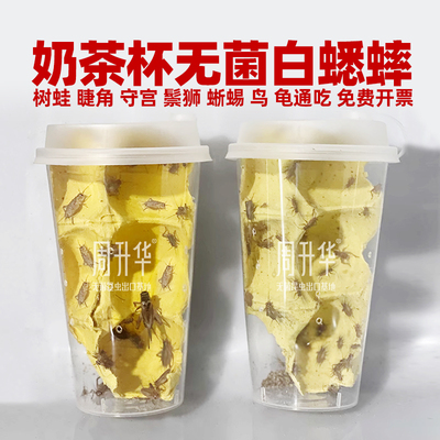 无菌活白蟋蟀奶茶杯针头蛐蛐昆虫小树蛙睫角守宫肥尾鬃狮蜥爬宠粮