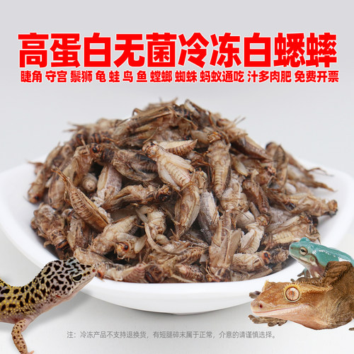 高蛋白无菌冷冻白蟋蟀爬宠粮饲料