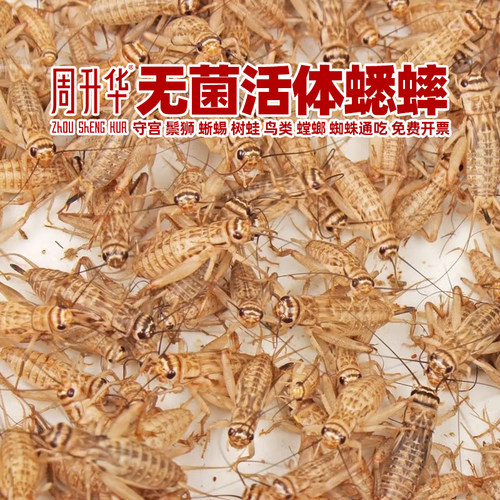 高蛋白活白蟋蟀针头蛐蛐蛙龟鸟粮
