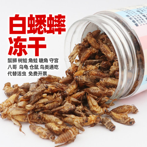 蟋蟀冻干代替活虫喂守宫鸟蛙龟粮