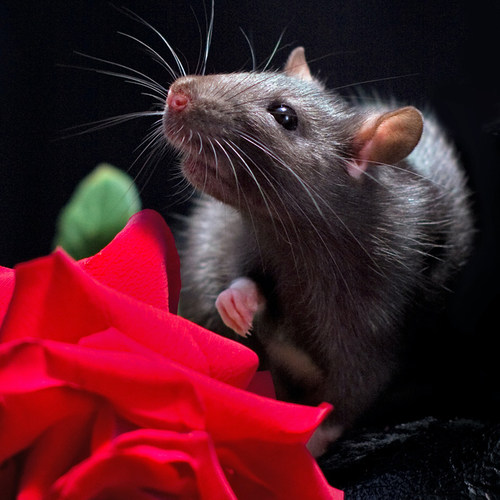 花枝鼠SD大白鼠活体宠物剧组道具