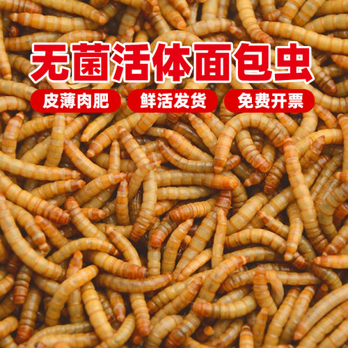无菌活体面包黄粉虫饲料
