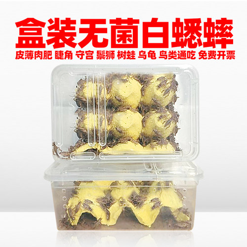 白蟋蟀活物饲料特大小号油葫芦虫