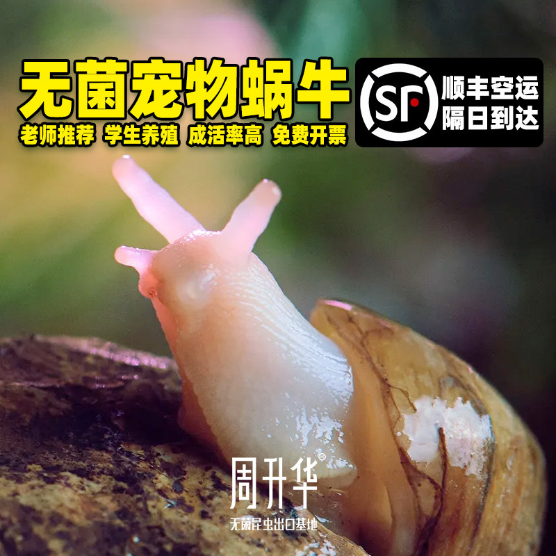 蜗牛宠物学生养殖套装顺丰白玉蜗牛饲养盒生态缸饲料活物大小蜗牛