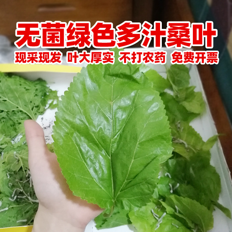 食品级高蛋白新鲜桑叶喂蚕宝宝图片