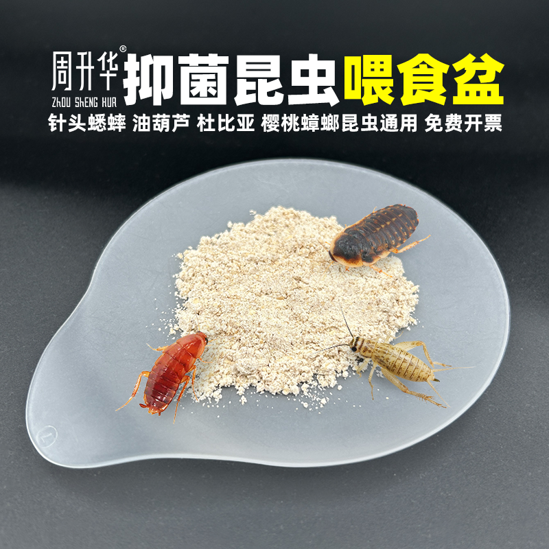 昆虫喂食盆蟋蟀杜比亚樱桃蟑螂用