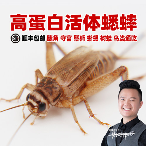 高蛋白活体白蟋蟀蛐蛐油葫芦爬粮