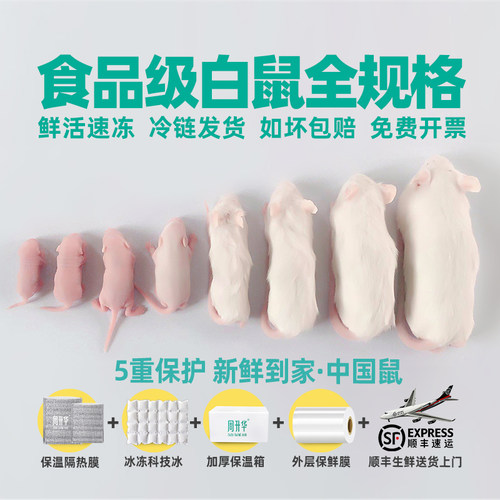 周升华小白鼠全规格冻鼠乳鼠成鼠