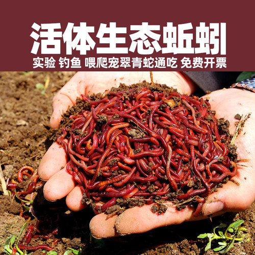 生态活体蚯蚓鱼饵爬宠粮红虫饲料