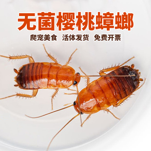 活体无菌樱桃蟑螂樱桃红蟑螂守宫蜥蜴龙鱼角蛙异宠饲料幼体活蟑螂