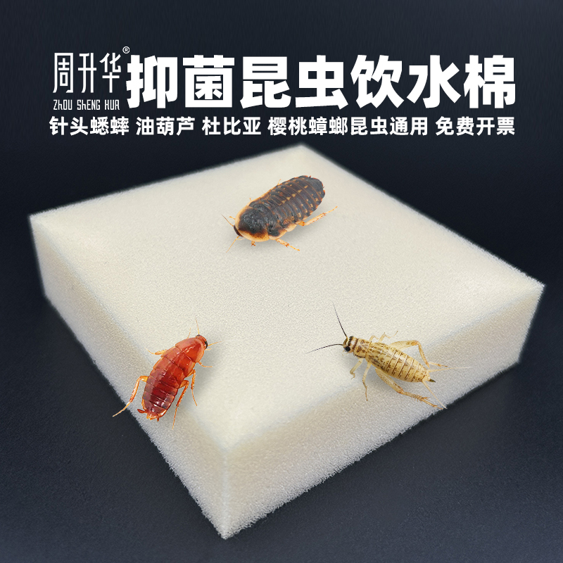 昆虫饮水棉蟋蟀杜比亚蟑螂喂水器