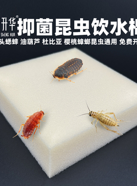 抑菌昆虫饮水棉纤维棉小针头蟋蟀蛐蛐油葫芦杜比亚樱桃蟑螂喂水器