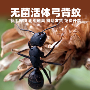 进口大号蚂蚁日本弓背蚁活物桌面宠物蚁后工蚂蚁小工蚁中工大工蚁
