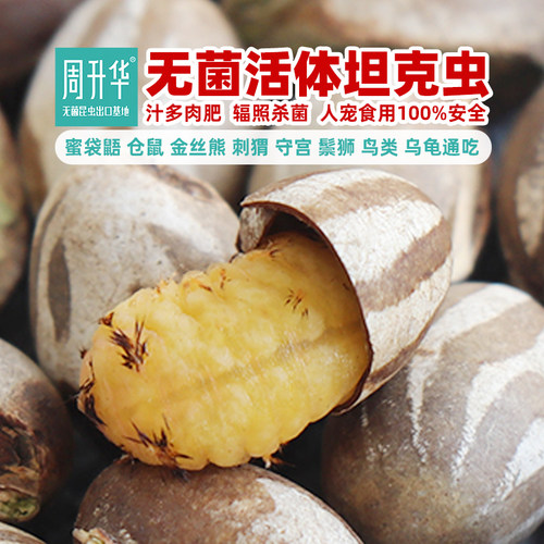 周升华无菌活体坦克虫杨拉罐爬粮