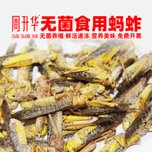 无菌鲜活蚂蚱新鲜油炸速冻活蚂蚱串蝗虫大号蚂蚱烧烤蚂蚱蝗虫鸟食