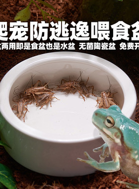 爬宠陶瓷喂食盆水盆蛙龟蛇守宫用