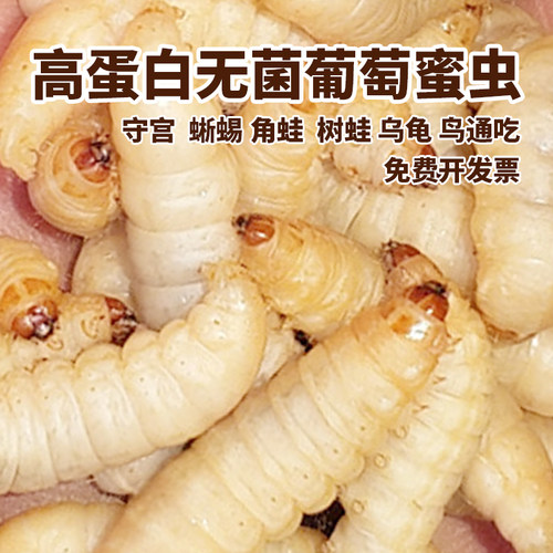 周升华活体玉米虫葡萄蜜虫守宫粮