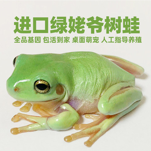 无菌绿姥爷树蛙蓝姥爷牛奶蛙异宠