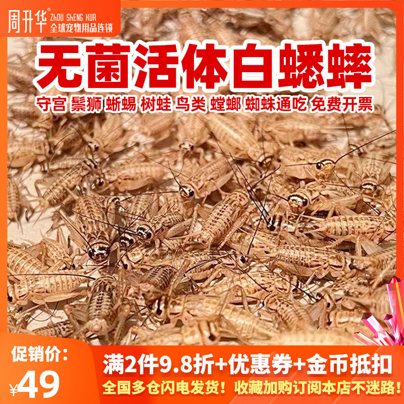 无菌针头白蟋蟀活物食用蟋蟀油葫芦睫角守宫树蛙鸟角蛙粮活虫食物