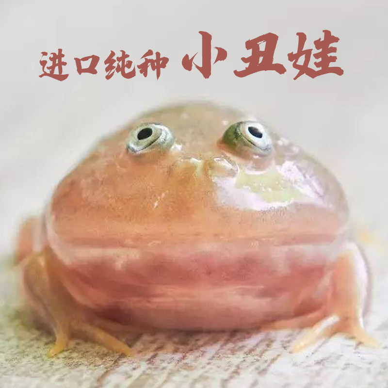 小丑蛙活体发货包邮包活冷门宠物异宠南瓜角蛙草莓角蛙树蛙饲养盒