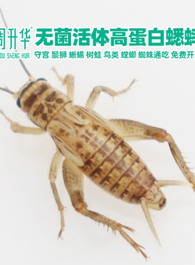 高蛋白活体白蟋蟀油葫芦蛐蛐饲料