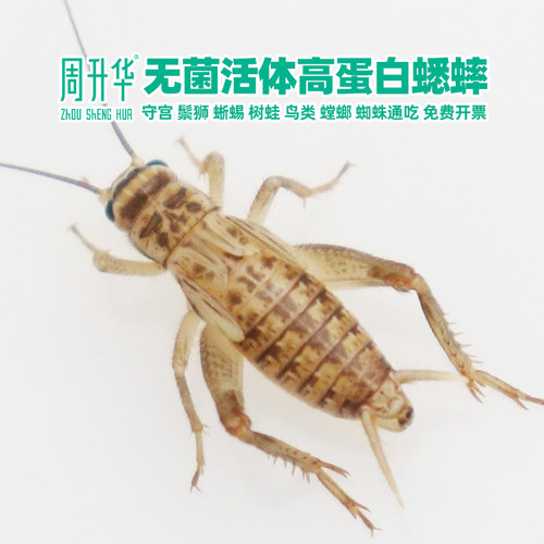 高蛋白活体白蟋蟀油葫芦蛐蛐饲料