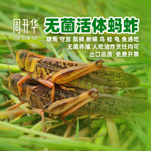 周升华活体蚂蚱亚洲飞蝗人宠美食