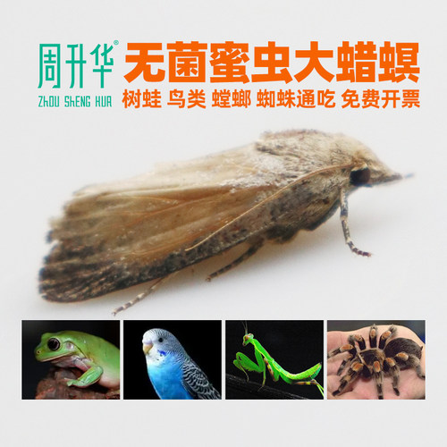 活体大蜡螟葡萄蜜虫玉米虫成虫