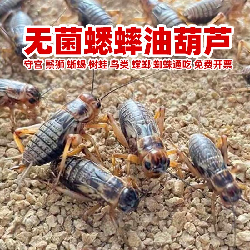 无菌油葫芦活物针头白蟋蟀饲料守宫角蛙树蛙鬃狮蜥蜥蜴鸟乌龟粮食-封面