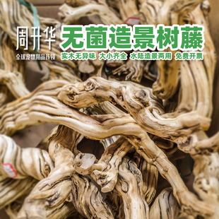 爬虫无菌藤木树藤造景缸植物树枝睫角守宫蛇蛙龟饲养箱造景蔓藤条