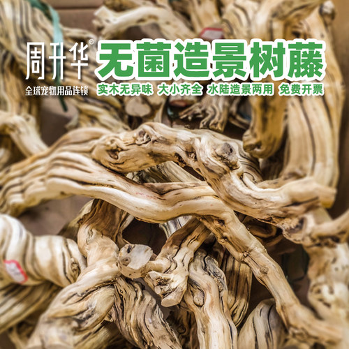 无菌爬宠缸造景霸王藤木树枝爬架