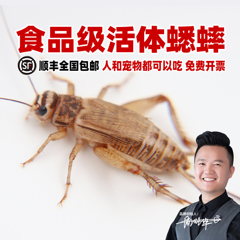 食品级蟋蟀活物针头白蟋蟀油葫芦睫角守宫鬃狮蜥鸟树蛙粮活虫饲料