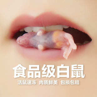无菌猫粮乳鼠鲜活冻鼠干小白鼠喂蛇鬃狮蜥蜴乌龟角蛙守宫龙鱼饲料