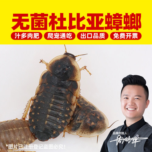杜比亚蟑螂繁殖组饲料鸟蛙龟蛇粮