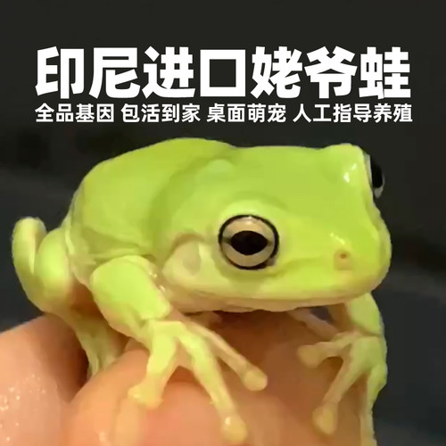 无菌活物澳蓝姥爷树蛙绿姥爷宠物