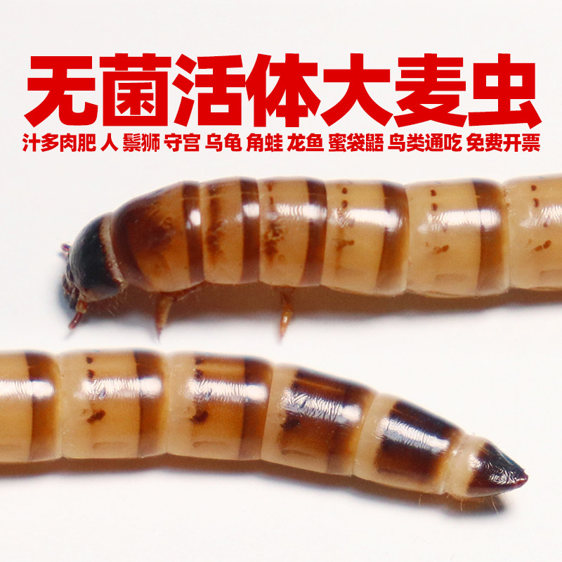 食用大麦虫活虫特大号包邮批发鬃狮角蛙龟鸟龙鱼粮钓鱼一斤苗幼虫