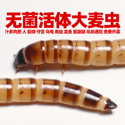 无菌活体大麦虫鬃狮蛙龟鸟龙鱼粮