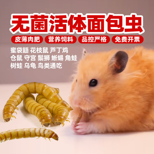 蜜袋鼯面包虫仓鼠小鸡芦丁鸡饲料