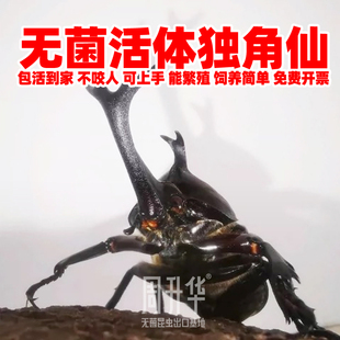 无菌独角仙甲虫姬兜巨型活虫成虫子幼大号宠物饲养盒长戟果冻套装