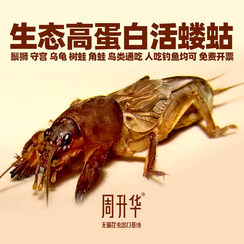 生态蝼蛄活虫钓鱼蝼蛄中药土狗仔冻干鬃狮角蛙树蛙守宫乌龟鸟粮食_虎窝淘